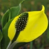 Amerikanische Scheinkalla -Garten- Und Outdoor-Geschäfte Lysichiton20americanus20gelb 800x800