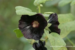 Garten-Stockrose „Nigra“ -Garten- Und Outdoor-Geschäfte P2000148 3 800x800