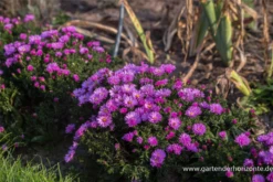 Garten-Kissen-Aster „Rosenwichtel“