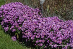 Garten-Kissen-Aster „Rosenwichtel“ -Garten- Und Outdoor-Geschäfte P2000478 3 800x800