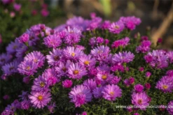 Garten-Kissen-Aster „Rosenwichtel“ -Garten- Und Outdoor-Geschäfte P2000478 4 800x800