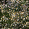 Garten-Myrten-Aster „Golden Spray“ -Garten- Und Outdoor-Geschäfte P2000487 1 800x800