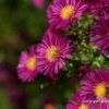 Garten-Glattblatt-Aster „Crimson Brocade“ -Garten- Und Outdoor-Geschäfte P2000520 1 800x800