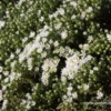 Garten-Teppich-Aster „Snow Flurry“ -Garten- Und Outdoor-Geschäfte P2000535 1 800x800