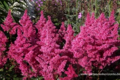 Garten-Prachtspiere „Bonn“