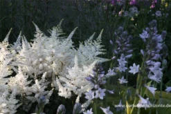 Garten-Prachtspiere „Washington“