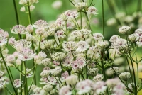Große Sterndolde 11 Große Sterndolde – Bild 9