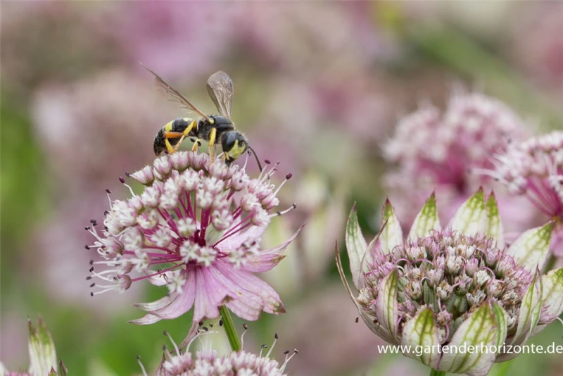 Große Sterndolde 4 Große Sterndolde – Bild 2