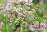 Große Sterndolde 13 Große Sterndolde – Bild 11