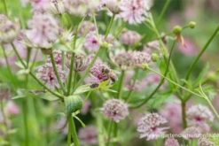 Große Sterndolde 20 Große Sterndolde -Garten- Und Outdoor-Geschäfte P2000644 3 800x800
