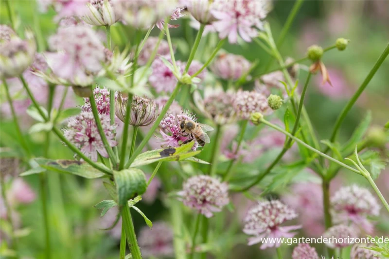 Große Sterndolde 5 Große Sterndolde – Bild 3