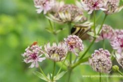 Große Sterndolde 21 Große Sterndolde -Garten- Und Outdoor-Geschäfte P2000644 4 800x800