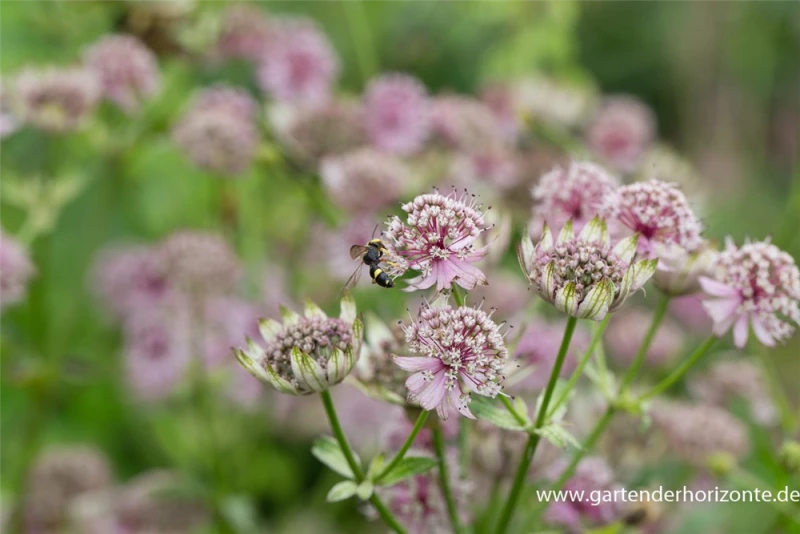 Große Sterndolde 7 Große Sterndolde – Bild 5
