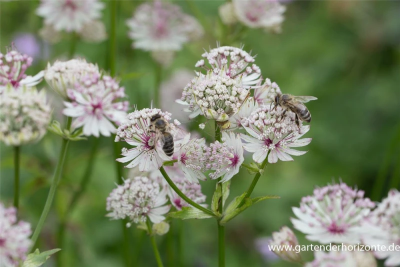 Große Sterndolde 8 Große Sterndolde – Bild 6
