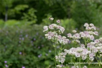 Große Sterndolde 17 Große Sterndolde – Bild 15
