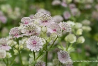 Große Sterndolde 18 Große Sterndolde – Bild 16