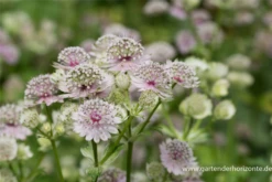 Große Sterndolde 25 Große Sterndolde -Garten- Und Outdoor-Geschäfte P2000644 8 800x800