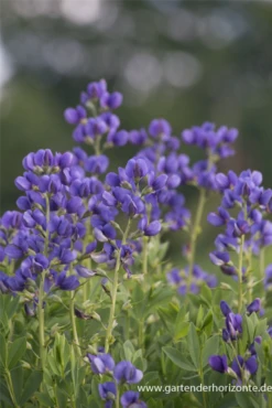 Baptisia Australis