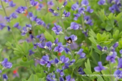 Baptisia Australis -Garten- Und Outdoor-Geschäfte P2000690 4 800x800