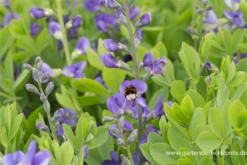 Baptisia Australis -Garten- Und Outdoor-Geschäfte P2000690 5 800x800