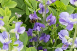 Baptisia Australis -Garten- Und Outdoor-Geschäfte P2000690 6 800x800