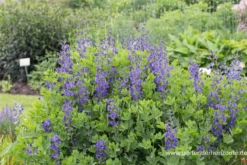 Baptisia Australis -Garten- Und Outdoor-Geschäfte P2000690 7 800x800