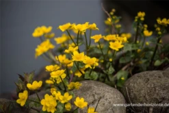 Sumpf-Dotterblume -Garten- Und Outdoor-Geschäfte P2000770 1 800x800