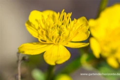 Sumpf-Dotterblume -Garten- Und Outdoor-Geschäfte P2000770 3 800x800