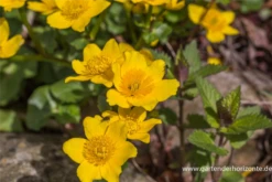 Sumpf-Dotterblume -Garten- Und Outdoor-Geschäfte P2000770 4 800x800