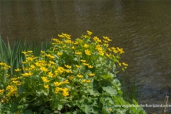 Sumpf-Dotterblume -Garten- Und Outdoor-Geschäfte P2000770 5 800x800