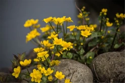 Sumpf-Dotterblume -Garten- Und Outdoor-Geschäfte P2000770 8 800x800