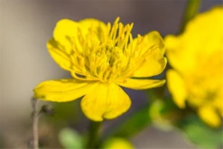 Sumpf-Dotterblume -Garten- Und Outdoor-Geschäfte P2000770 9 800x800