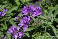 Knäuel-Glockenblume „Acaulis“ 7 Knäuel-Glockenblume „Acaulis“ – Bild 5