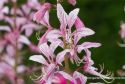 Gewöhnlicher Diptam -Garten- Und Outdoor-Geschäfte P2001327 2 800x800