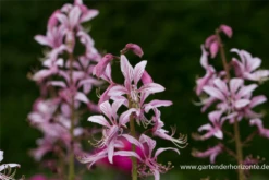 Gewöhnlicher Diptam -Garten- Und Outdoor-Geschäfte P2001327 3 800x800