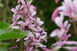 Gewöhnlicher Diptam -Garten- Und Outdoor-Geschäfte P2001327 4 800x800