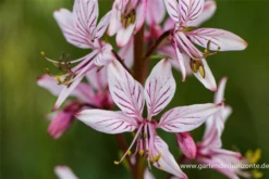 Gewöhnlicher Diptam -Garten- Und Outdoor-Geschäfte P2001327 5 800x800