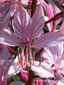 Gewöhnlicher Diptam -Garten- Und Outdoor-Geschäfte P2001327 6 800x800