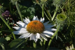 Garten-Scheinsonnenhut „Baby Swan White“
