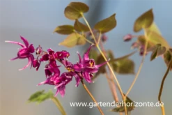 Großblütige Garten-Elfenblume „Rose Queen“