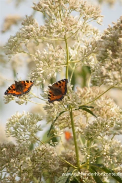 Großer Wasserdost „Album“ -Garten- Und Outdoor-Geschäfte P2001537 3 800x800