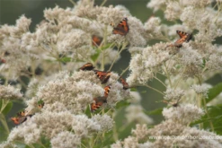 Großer Wasserdost „Album“ -Garten- Und Outdoor-Geschäfte P2001537 4 800x800