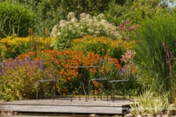 Großer Wasserdost „Album“ -Garten- Und Outdoor-Geschäfte P2001537 5 800x800