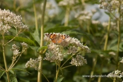 Großer Wasserdost „Album“ -Garten- Und Outdoor-Geschäfte P2001537 6 800x800