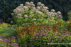 Großer Garten-Wasserdost „Bartered Bride“ -Garten- Und Outdoor-Geschäfte P2001540 2 800x800