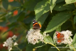 Großer Garten-Wasserdost „Bartered Bride“ -Garten- Und Outdoor-Geschäfte P2001540 3 800x800