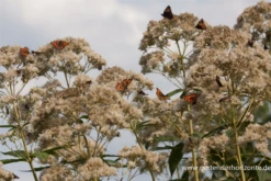 Großer Garten-Wasserdost „Bartered Bride“ -Garten- Und Outdoor-Geschäfte P2001540 4 800x800