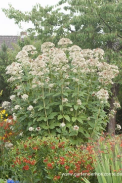 Großer Garten-Wasserdost „Bartered Bride“ -Garten- Und Outdoor-Geschäfte P2001540 5 800x800