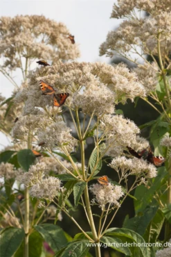 Großer Garten-Wasserdost „Bartered Bride“ -Garten- Und Outdoor-Geschäfte P2001540 6 800x800