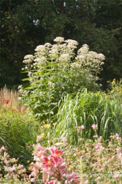 Großer Garten-Wasserdost „Bartered Bride“ -Garten- Und Outdoor-Geschäfte P2001540 8 800x800